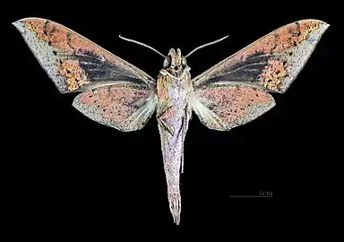 Rhagastis confusa Revers MHNT