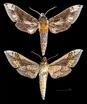 Rhagastis trilineata