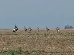 Nandous dans la pampa argentine.