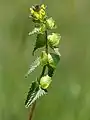 Rhinanthus minor :inflorescence