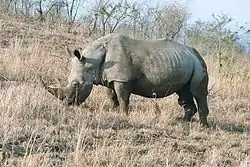 Rhinocéros blanc (Ceratotherium simum, Rhinocerotidae)