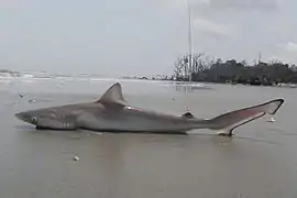 Rhizoprionodon terraenovae