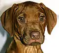 portrait d'un chiot de 3&nbsp;mois Rhodesian ridgeback  nez foie yeux ambres.