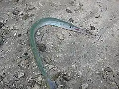 Rhynchorhamphus georgii