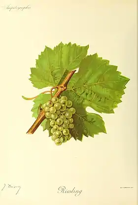 Riesling (cépage)