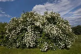 Port buissonnant en boule du seringa commun.