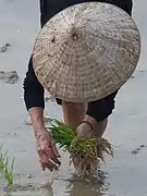 Repiquage du riz au nord de Hanoï.