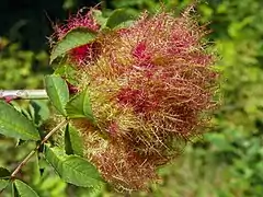 Galle de Diplolepis rosae nommée « bédégar ».