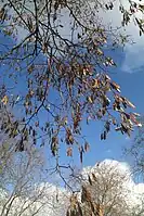 Les gousses du Robinier faux-acacia restent fixées à l'arbre tout l'hiver.