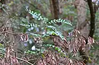 Vue de l'arbre (jeune) dans un fourré.