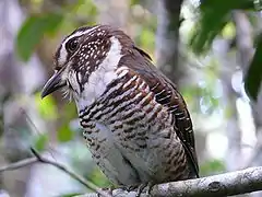 voir la légende ci-après
