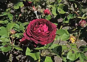 Image illustrative de l’article Alfred Colomb