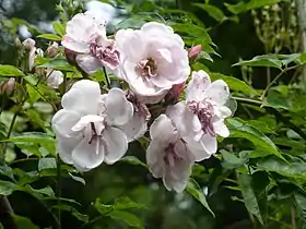 Image illustrative de l’article Belle Vichyssoise