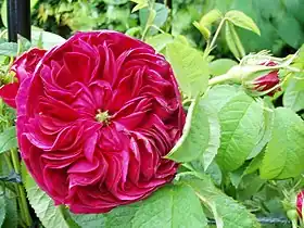 Image illustrative de l’article Charles de Mills