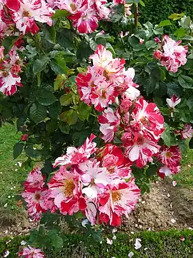 'Fourth of July' à la roseraie de Bagatelle