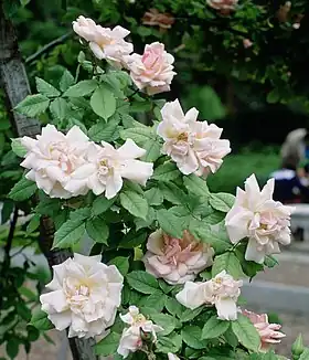 Image illustrative de l’article Lady Waterlow