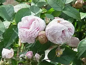 ʽMadame Louis Lévêque’ (1898), à Cologne.