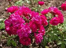 Image illustrative de l’article Pierre Cormier