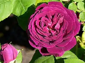 ʽSouvenir du Docteur Jamain’ (Lacharme, 1865).