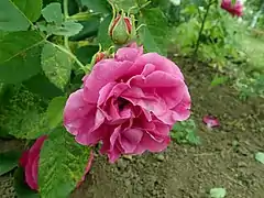 'Beauté de Versailles' (1842).