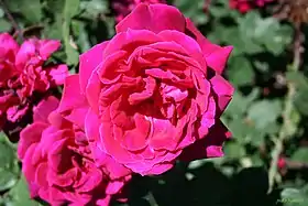 Image illustrative de l’article Madame Horace de Carbuccia