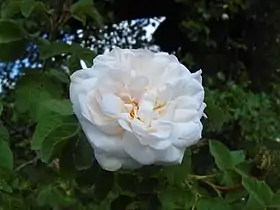 Image illustrative de l’article Comtesse de Murinais