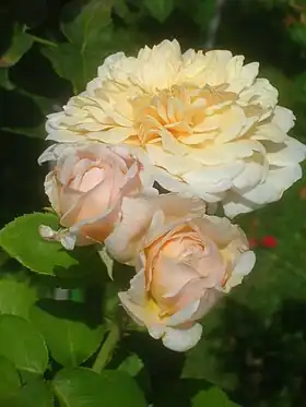 Image illustrative de l’article English Garden