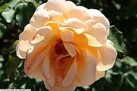 Image illustrative de l’article Just Joey