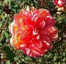 Image illustrative de l’article Souvenir de Gilbert Nabonnand