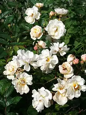 Roses 'Trier' (1904)