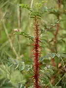 Jeunes tiges épineuses.