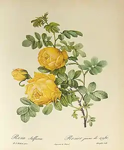 Rosa sulfurea.