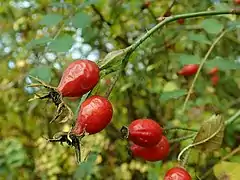 R. xanthina ‘Plena’ cynorhodon