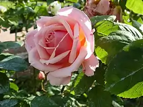 Image illustrative de l’article Paul Bocuse (rose)