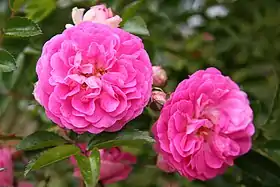 Image illustrative de l’article Dorothy Perkins