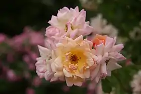 Image illustrative de l’article Phyllis Bide