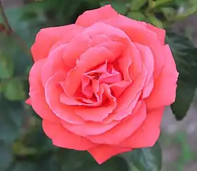 Image illustrative de l’article Super Star (rose)