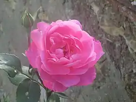 Image illustrative de l’article Sylvie Vartan (rose)