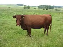 vache uniformément rouge acajou à mufle clair, cornes courte tournées vers l'avant.