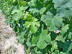 Feuilles de la roussanne B.