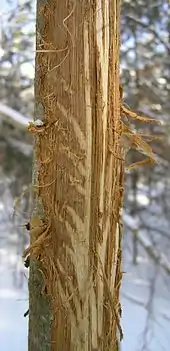 Écorçage de chêne.