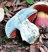 Bleuissement modéré à la coupe, bleu ciel