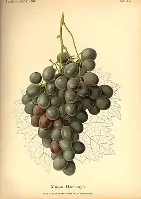 Muscat de Hambourg dans Handbuch der Tafeltraubenkultur