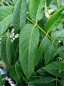 Photographie en couleurs de feuilles ovales d'un vert intense.
