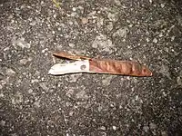 Vue de près de la graine.