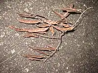 Grappe de graines du Robinier.