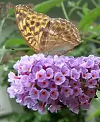 Tabac d’Espagne (Argynnis paphia) sur B. davidii.