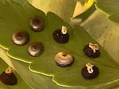 Sores à indusie peltée, à différents stades de maturité chez Rumohra adiantiformis.