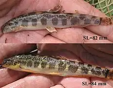 Sabanejewia bulgarica