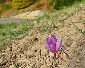 Image illustrative de l’article Safran de Mund